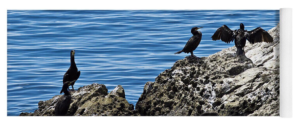 Bird Yoga Mat featuring the photograph Birds on rocks by Ivan Slosar