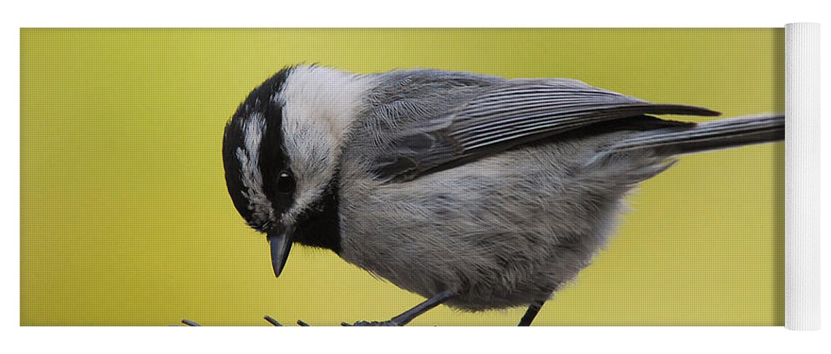 Bird Yoga Mat featuring the photograph Birdseed Bandit by Donna Blackhall