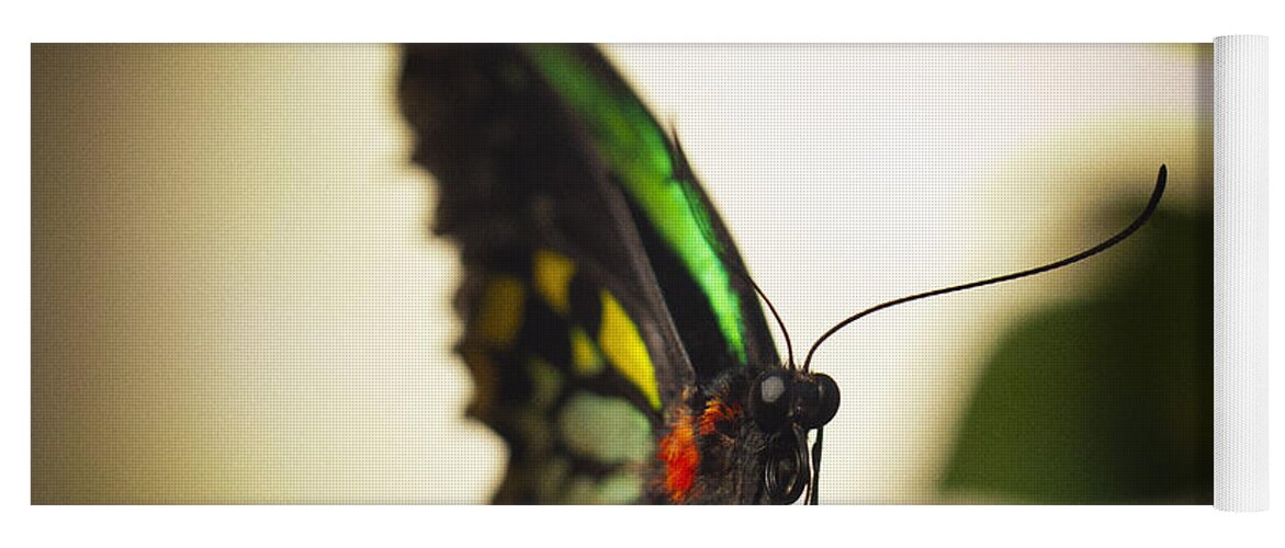 Florida Yoga Mat featuring the photograph Birdwing Butterfly by Bradley R Youngberg