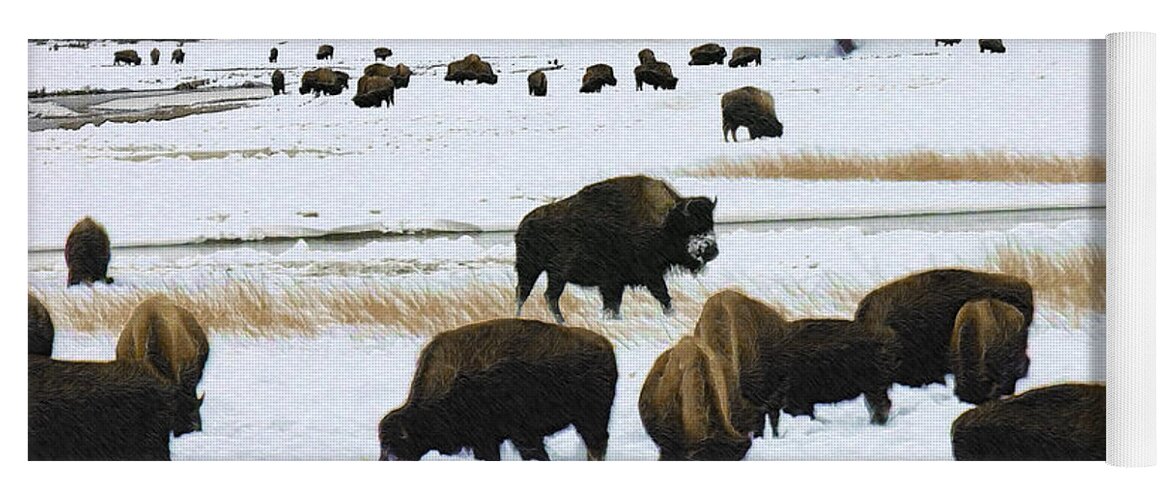 Wild Bison Yoga Mat featuring the photograph Bison Cows Browsing by Kae Cheatham