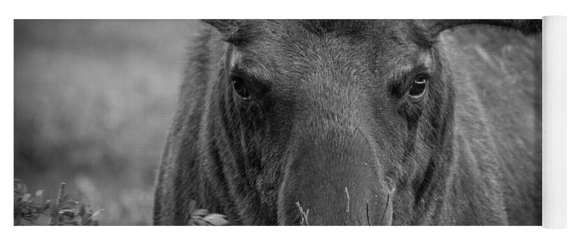 Moose Yoga Mat featuring the photograph Black and White Moose Close Up by Tony Hake