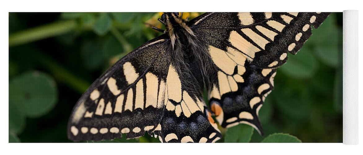 Butterfly Yoga Mat featuring the photograph Black and yellow butterfly by Jaroslaw Blaminsky