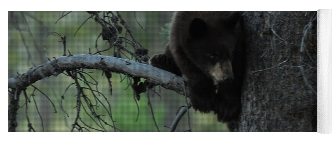 Black Bear Yoga Mat featuring the photograph Black Bear Cub in Tree by Frank Madia