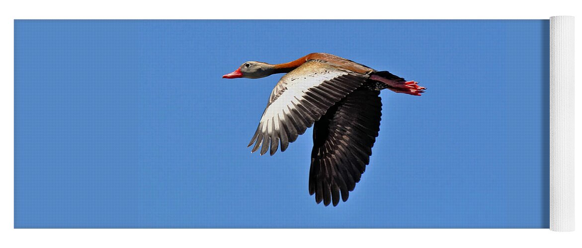 Black-bellied Yoga Mat featuring the photograph Black-bellied Whistling-Duck in Flight by Savannah Gibbs