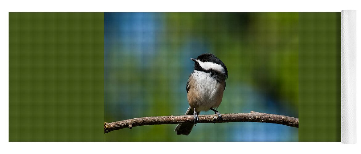 Animal Yoga Mat featuring the photograph Black Capped Chickadee Perched on a Branch by Jeff Goulden