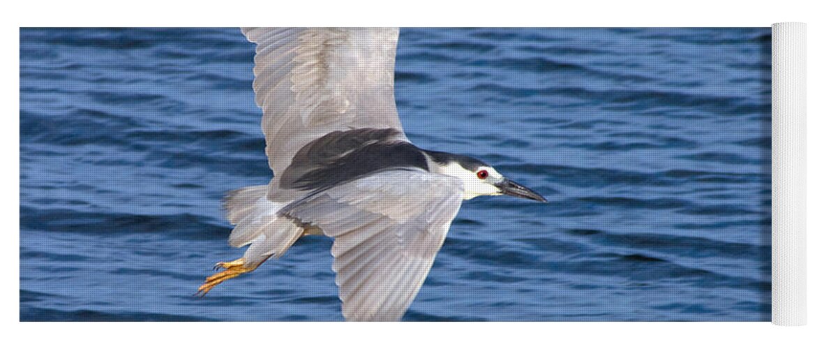 Heron Yoga Mat featuring the photograph Black Crowned Night Heron in Flight by Greg Graham