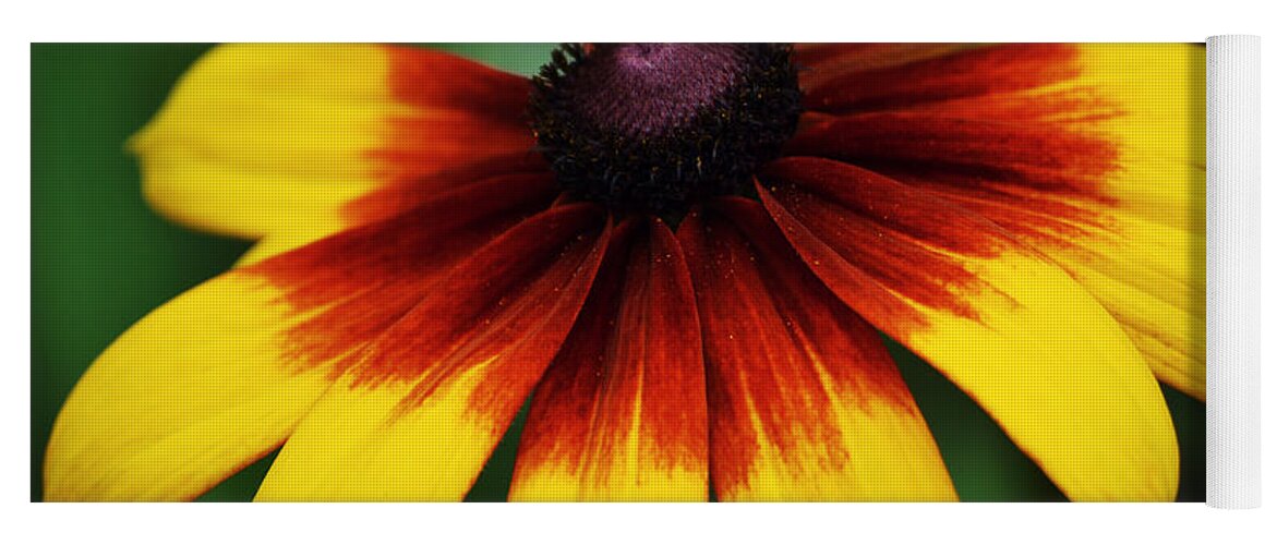 Black Eye Yoga Mat featuring the photograph Black Eyed Susan 2 by Kevin Fortier
