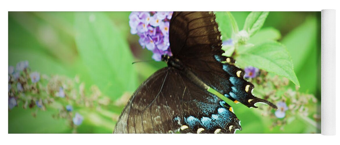 Butterfly Yoga Mat featuring the photograph Black Swallowtail by Michael Porchik