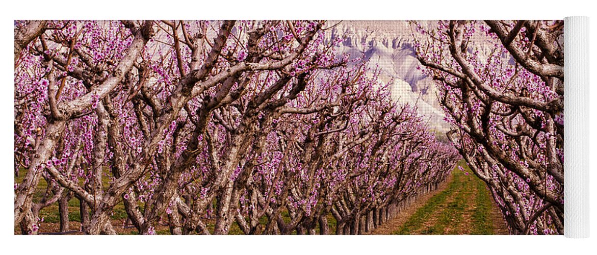 Grand Junction Yoga Mat featuring the photograph Blooming Peach Orchards in Palisades CO by Teri Virbickis