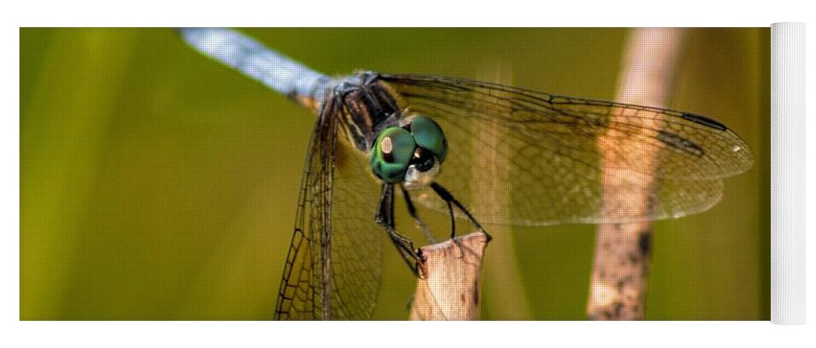 Pachydiplax Longipennis Yoga Mat featuring the photograph Blue Dasher by Susan Stevens Crosby