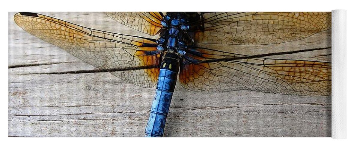 Insect Yoga Mat featuring the photograph Blue Dragonfly by Norma Brock