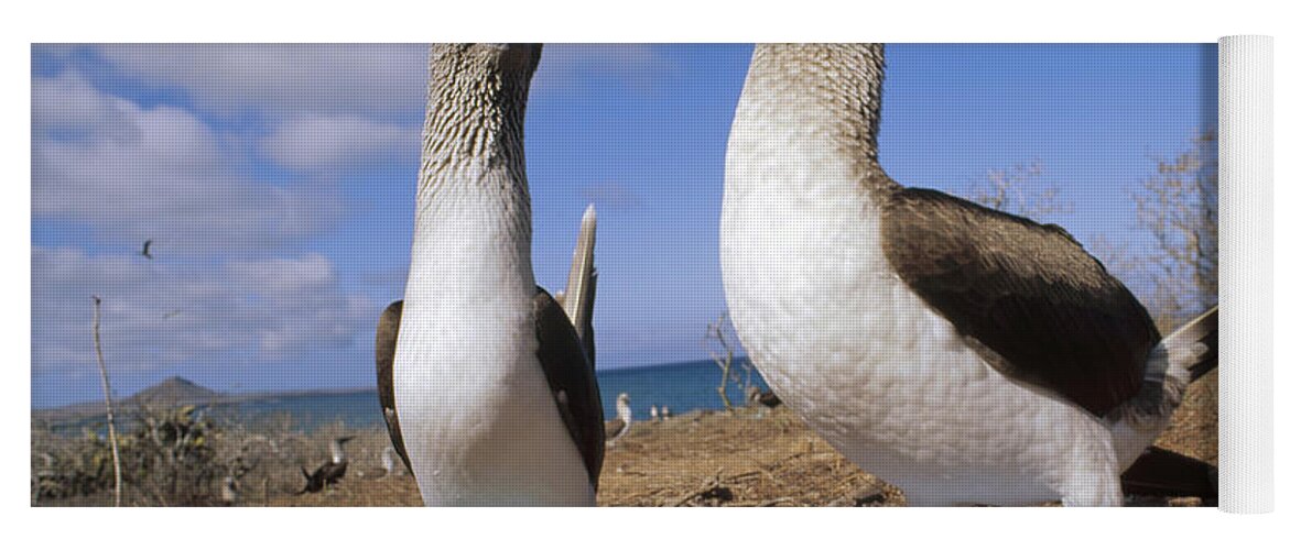 Feb0514 Yoga Mat featuring the photograph Blue-footed Booby Couple Courting by Tui De Roy