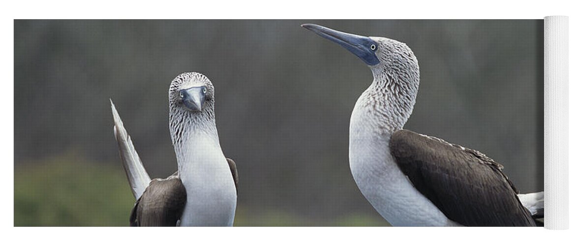 Feb0514 Yoga Mat featuring the photograph Blue-footed Booby Courtship Dance by Tui De Roy