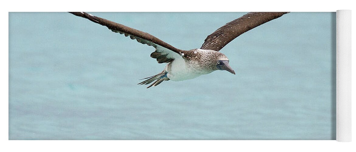 Blue-footed Booby Yoga Mat featuring the photograph Blue-footed Booby in flight by Tony Mills