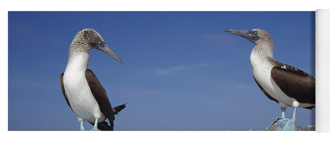 Feb0514 Yoga Mat featuring the photograph Blue-footed Booby Pair Galapagos Islands by Tui De Roy