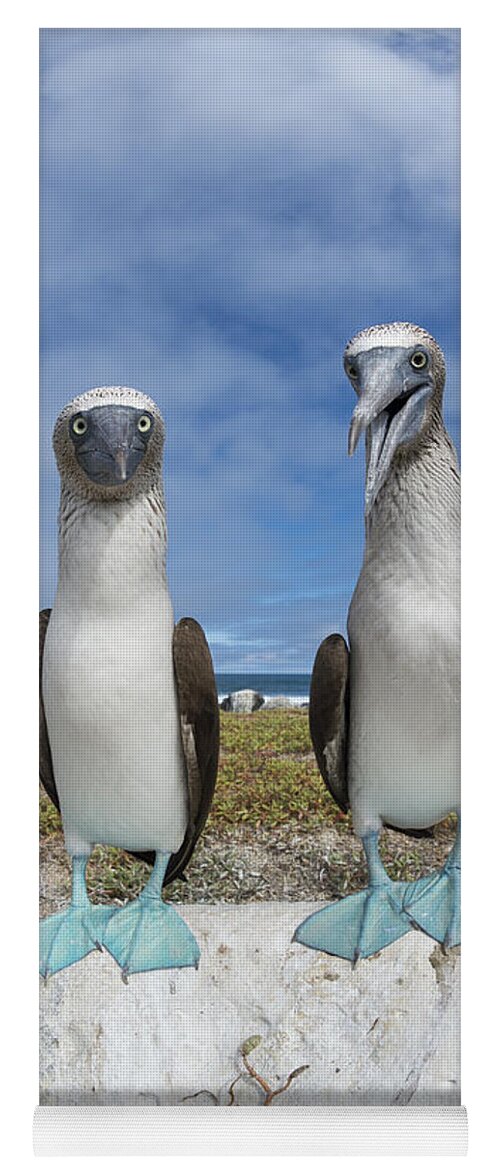 531692 Yoga Mat featuring the photograph Blue-footed Booby Pair Galapagos by Tui De Roy