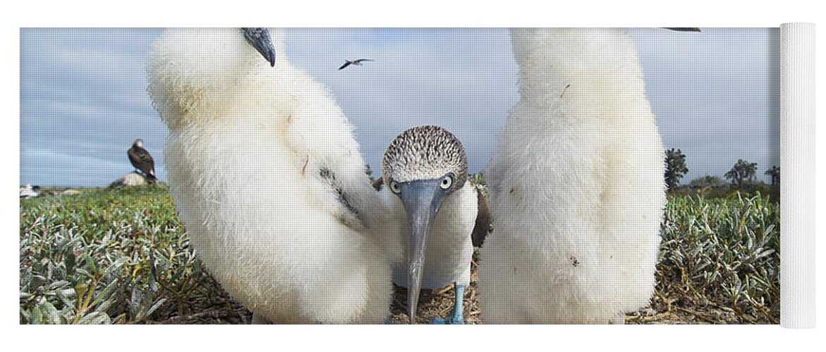 531696 Yoga Mat featuring the photograph Blue-footed Booby With Two Chicks by Tui De Roy