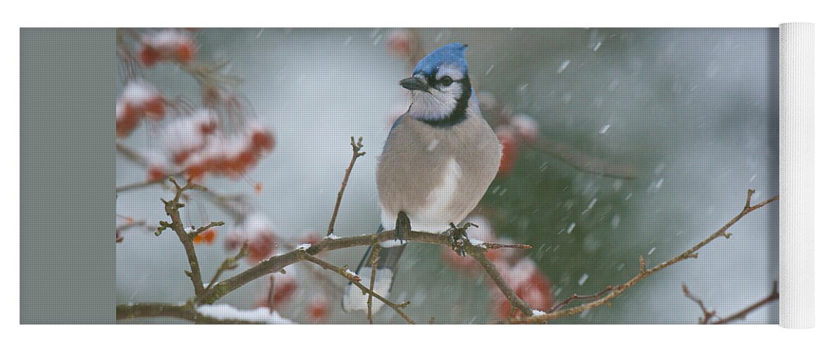 Birds Yoga Mat featuring the photograph Blue Jay in Snow by Kristin Hatt