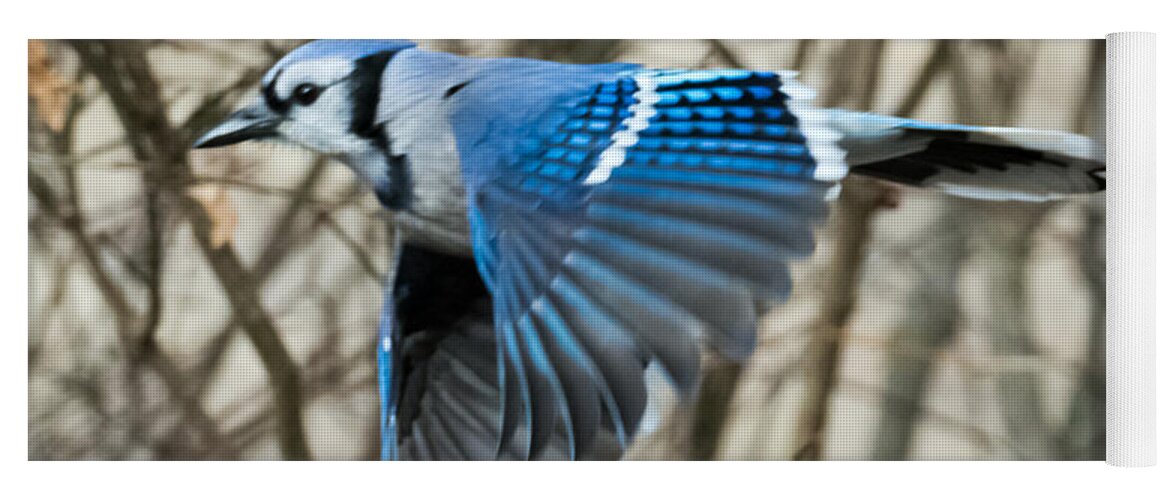 Blue Jay Yoga Mat featuring the photograph Blue Jay by Holden The Moment