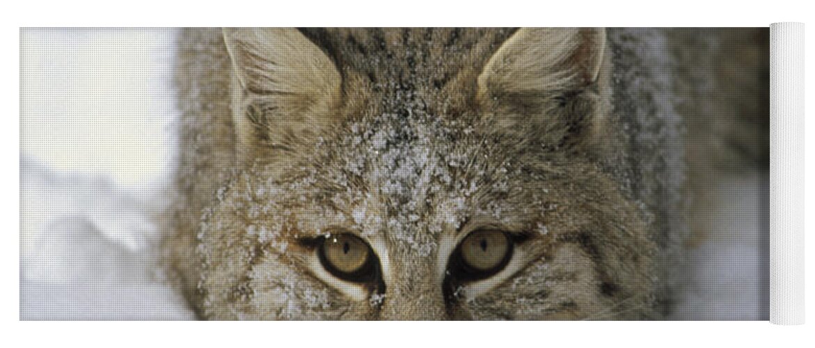 Feb0514 Yoga Mat featuring the photograph Bobcat Crouching In Snow Colorado by Konrad Wothe