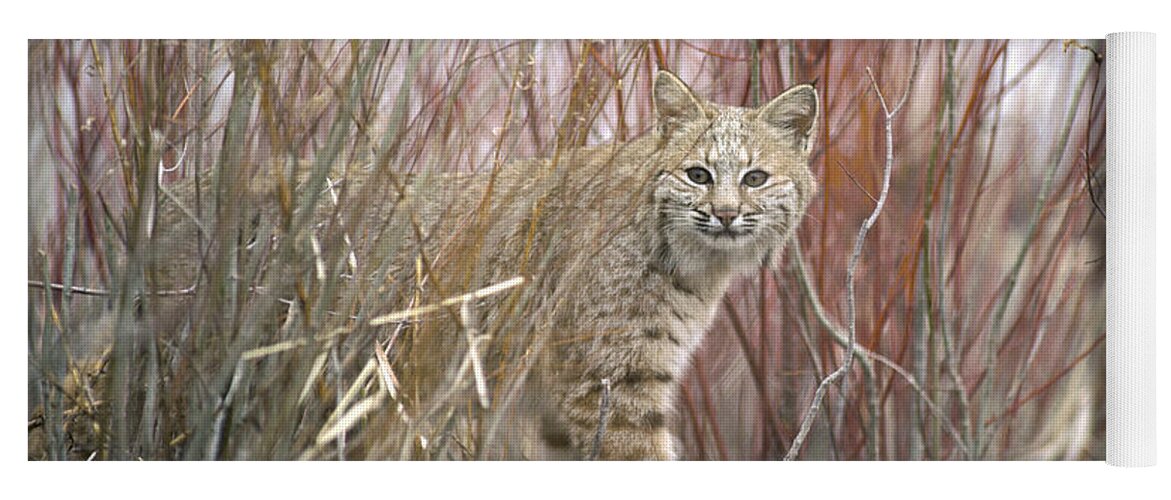 Feb0514 Yoga Mat featuring the photograph Bobcat Juvenile Emerging From Dry Grass by Michael Quinton