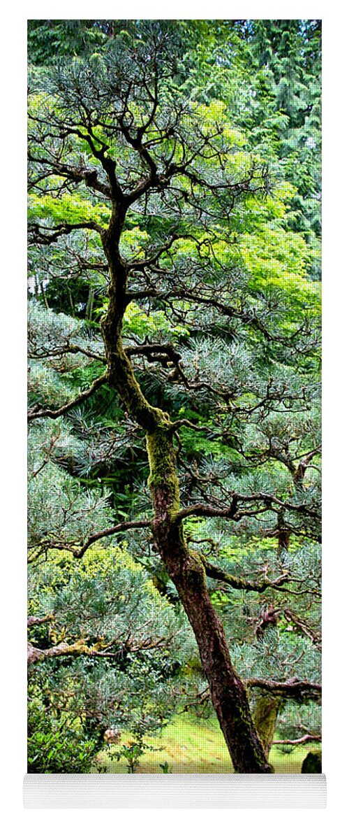 Bonsai Yoga Mat featuring the photograph Bonsai Tree by Athena Mckinzie