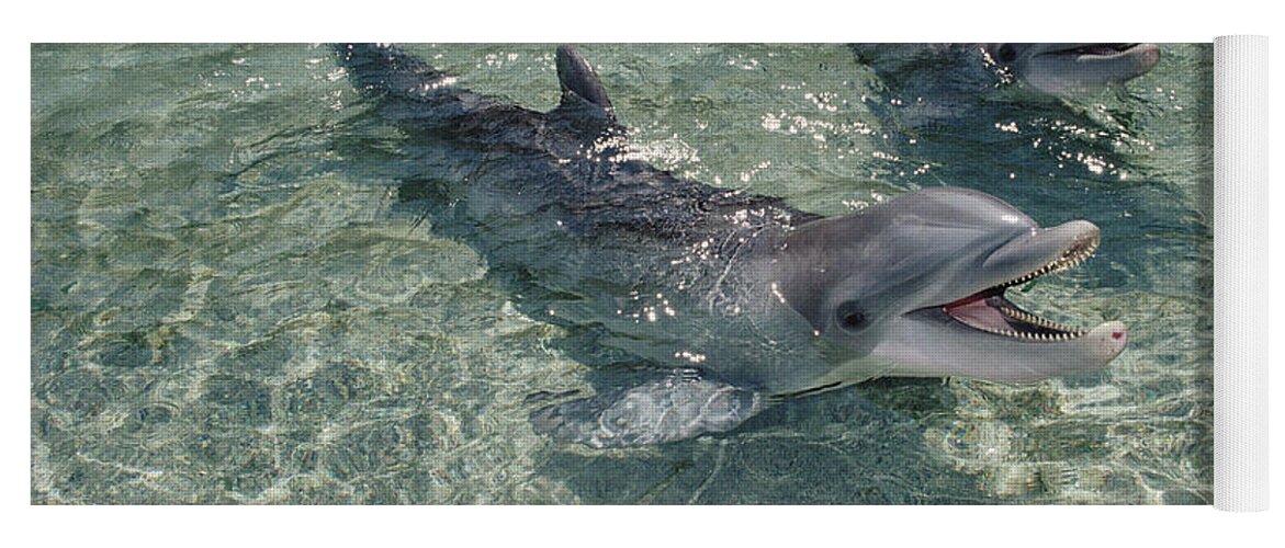 Feb0514 Yoga Mat featuring the photograph Bottlenose Dolphin In Shallow Lagoon by Flip Nicklin