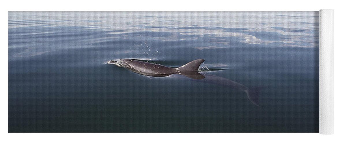 Feb0514 Yoga Mat featuring the photograph Bottlenose Dolphin Surfacing Australia by Flip Nicklin