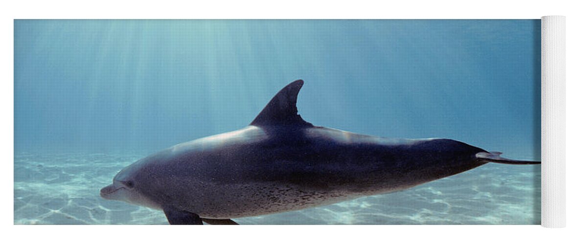 Animal Yoga Mat featuring the photograph Bottlenose Dolphin Swimming by Jeff Rotman
