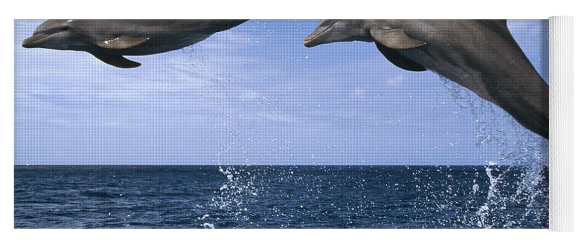 Feb0514 Yoga Mat featuring the photograph Bottlenose Dolphins Leaping Honduras by Konrad Wothe