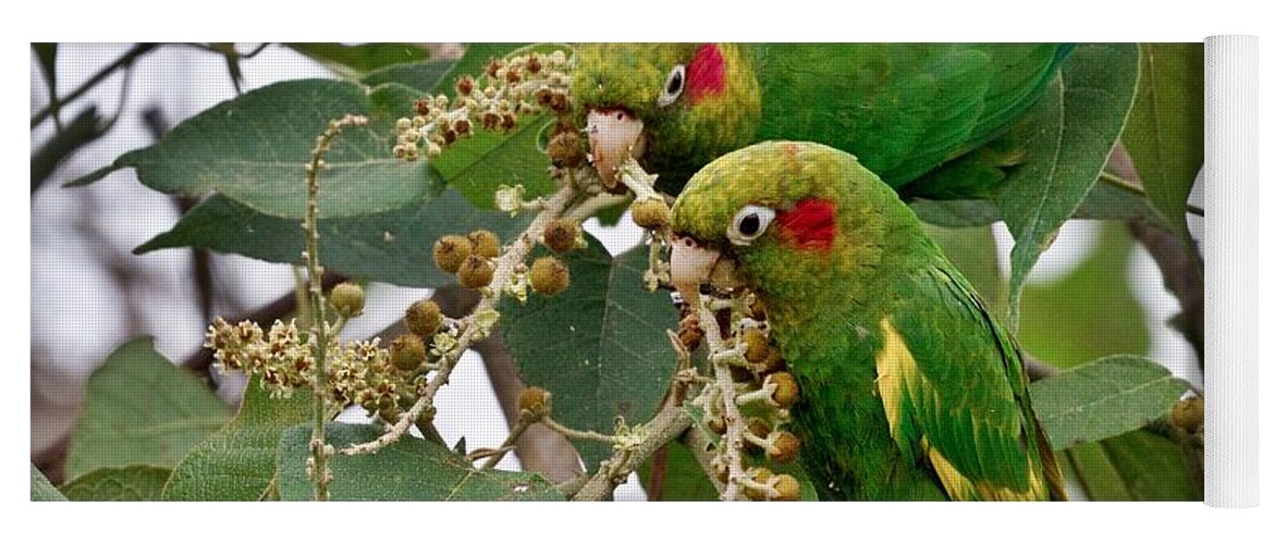Parrot Yoga Mat featuring the photograph Brace of Chiriqui Conures by Heiko Koehrer-Wagner