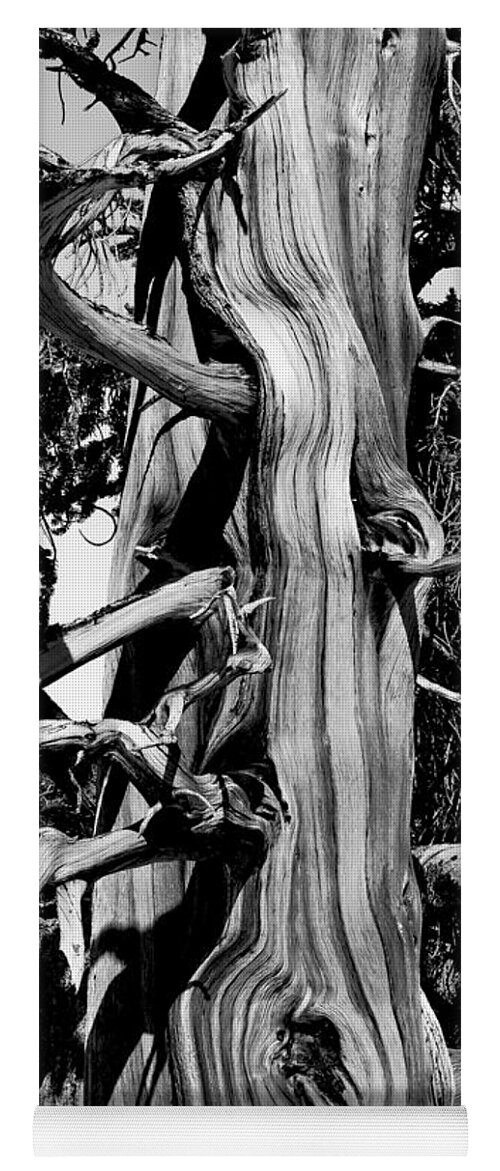 Bristle-cone Pine Photograph In Black And White Yoga Mat featuring the photograph Bristle-cone Pine-4 by Mae Wertz