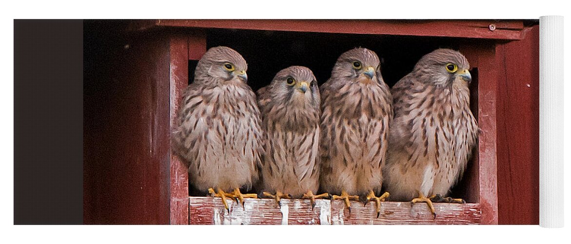 The Four Young Kestrels Yoga Mat featuring the photograph Brothers and sisters by Torbjorn Swenelius