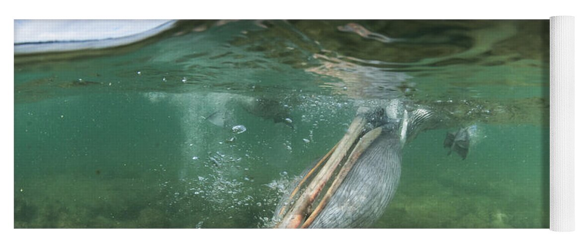 534057 Yoga Mat featuring the photograph Brown Pelican Fishing Borrero Bay by Tui De Roy