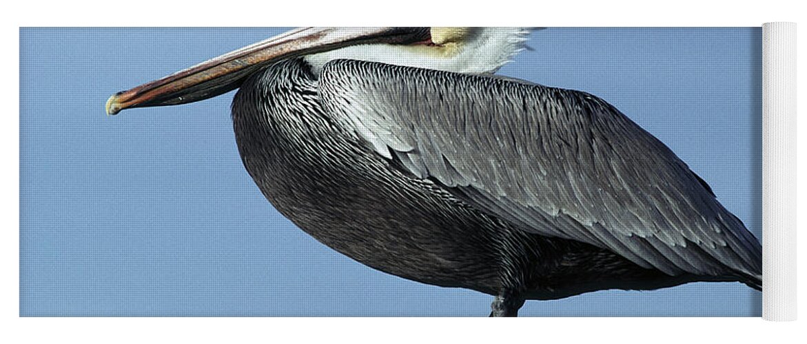 Feb0514 Yoga Mat featuring the photograph Brown Pelican Perching San Carlos Mexico by Larry Minden