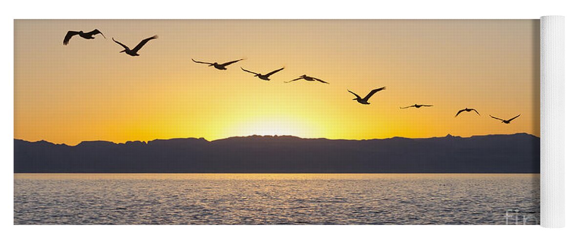 Pelicans Yoga Mat featuring the photograph Brown Pelicans at sunset by Liz Leyden