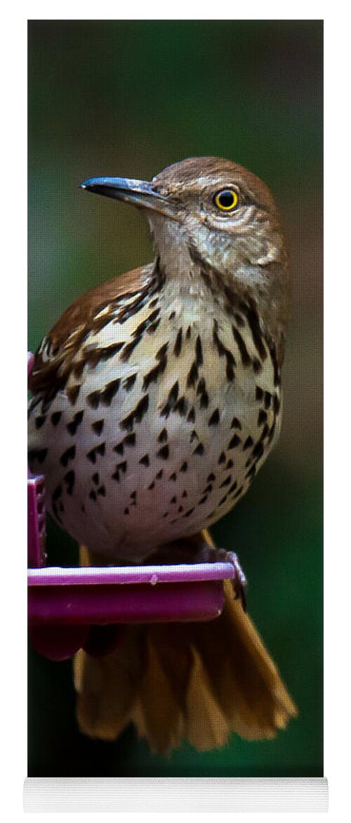Brown Thrasher Yoga Mat featuring the photograph Brown Thrasher - State Bird of Georgia by Robert L Jackson