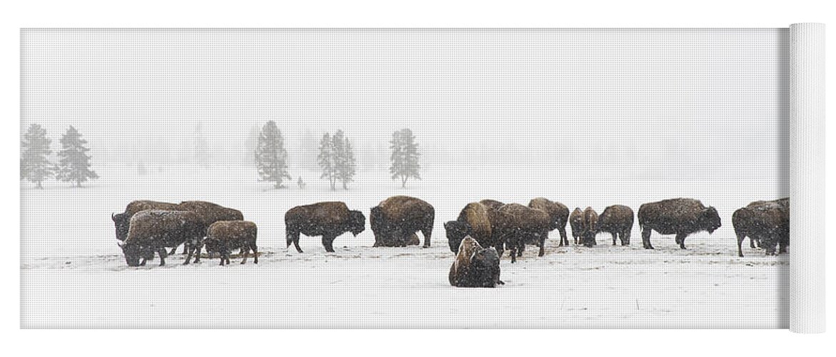 Yellowstone Yoga Mat featuring the photograph Buffalo Herd in Snow by Bill Cubitt