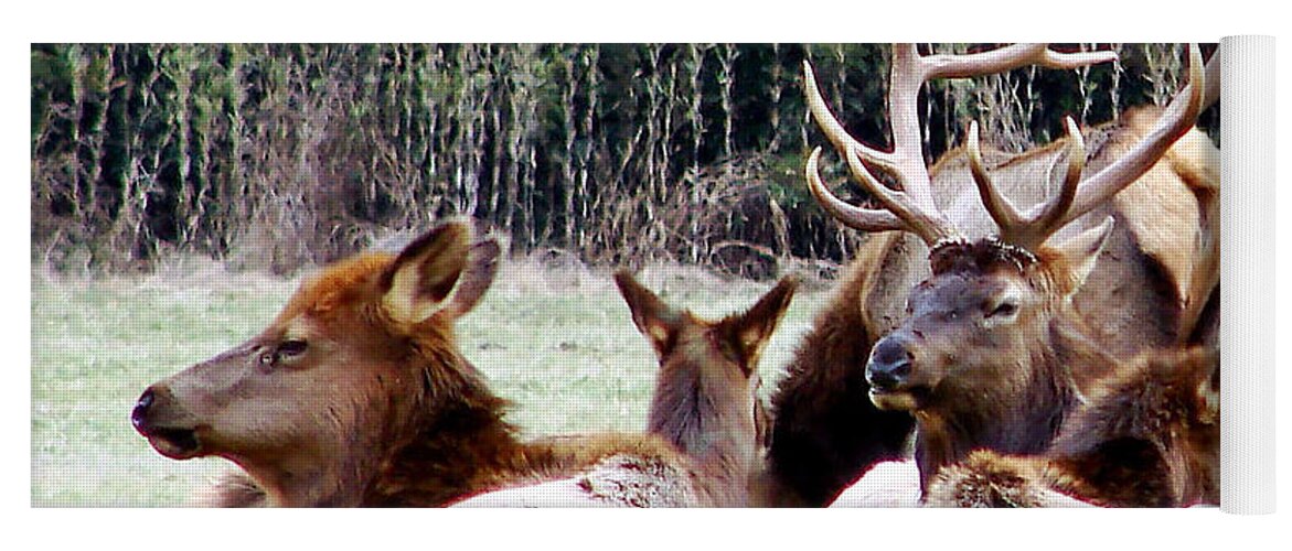 Elk Yoga Mat featuring the photograph Bull Elk and his girls 2 by Mary Halpin