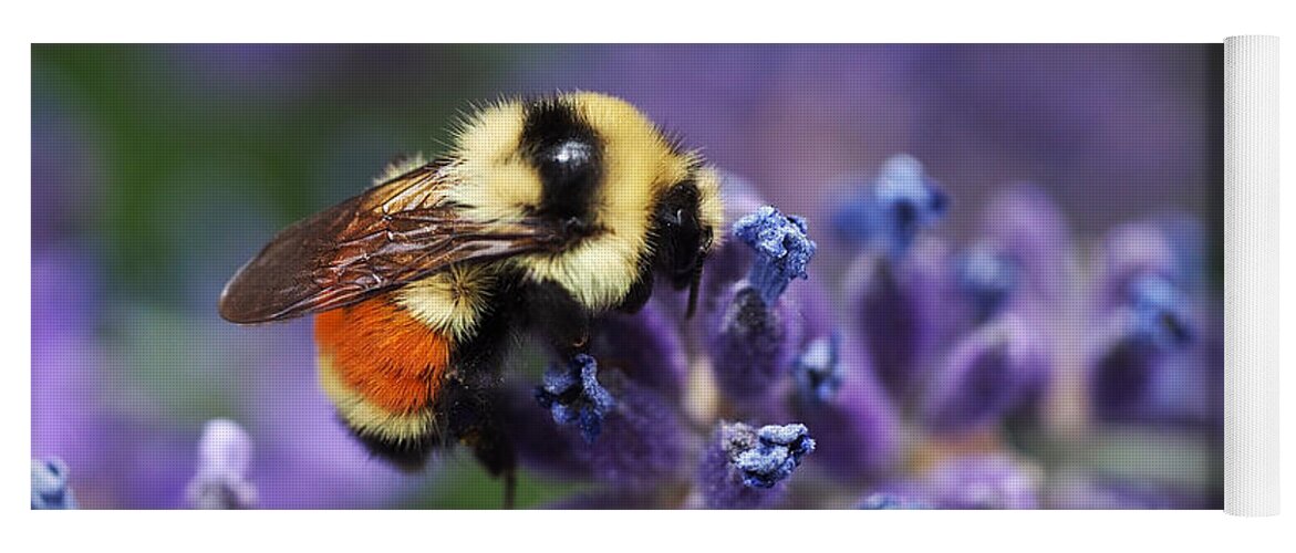 Bee Yoga Mat featuring the photograph Bumblebee on Lavender by Rona Black