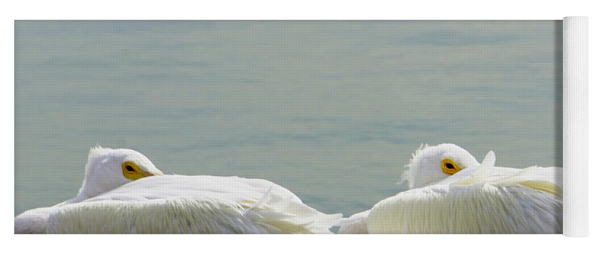 White Pelicans Yoga Mat featuring the photograph Bundled Up by Laurie Perry