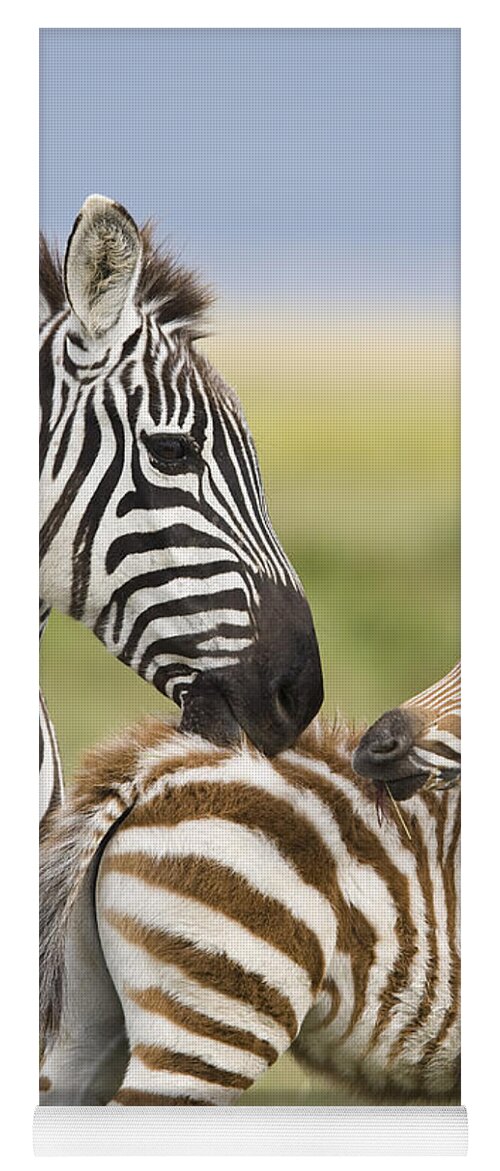 Flpa Yoga Mat featuring the photograph Burchells Zebra Grooming Foal by Elliott Neep