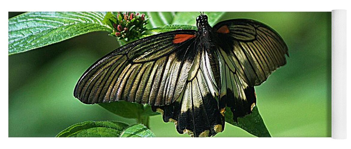 Butterfly Yoga Mat featuring the photograph Butterfly 2 by Kathy Churchman