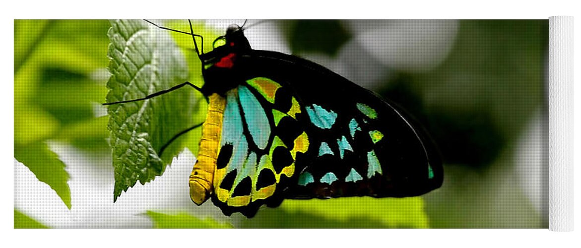 Bird Wing Yoga Mat featuring the photograph Butterfly IV by Tom Prendergast
