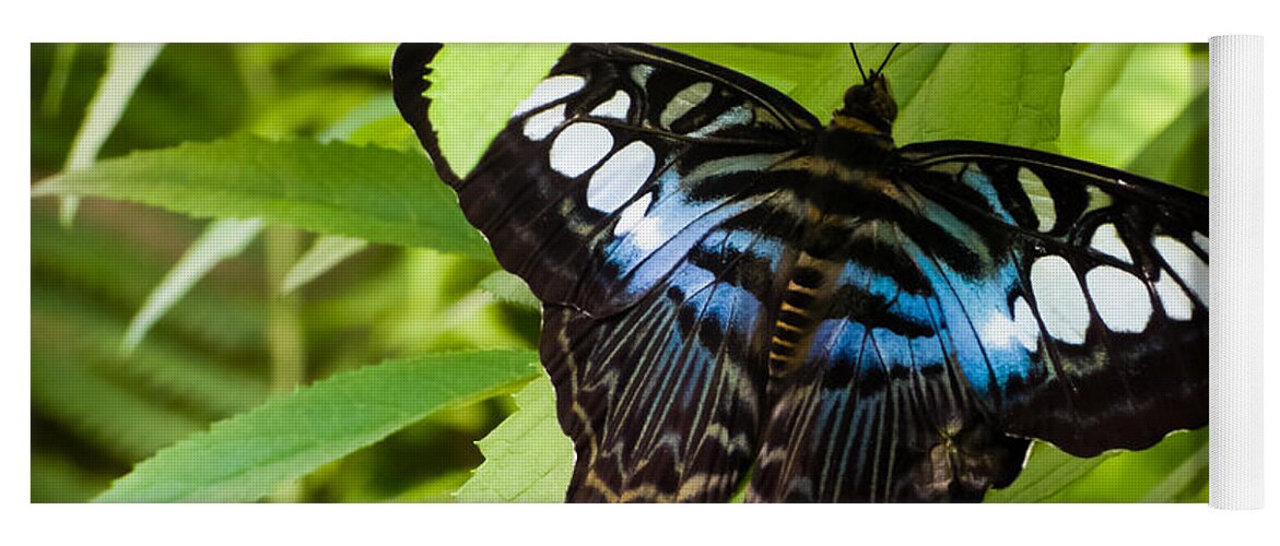 Blue Yoga Mat featuring the photograph Butterfly on Leaf  by Lars Lentz