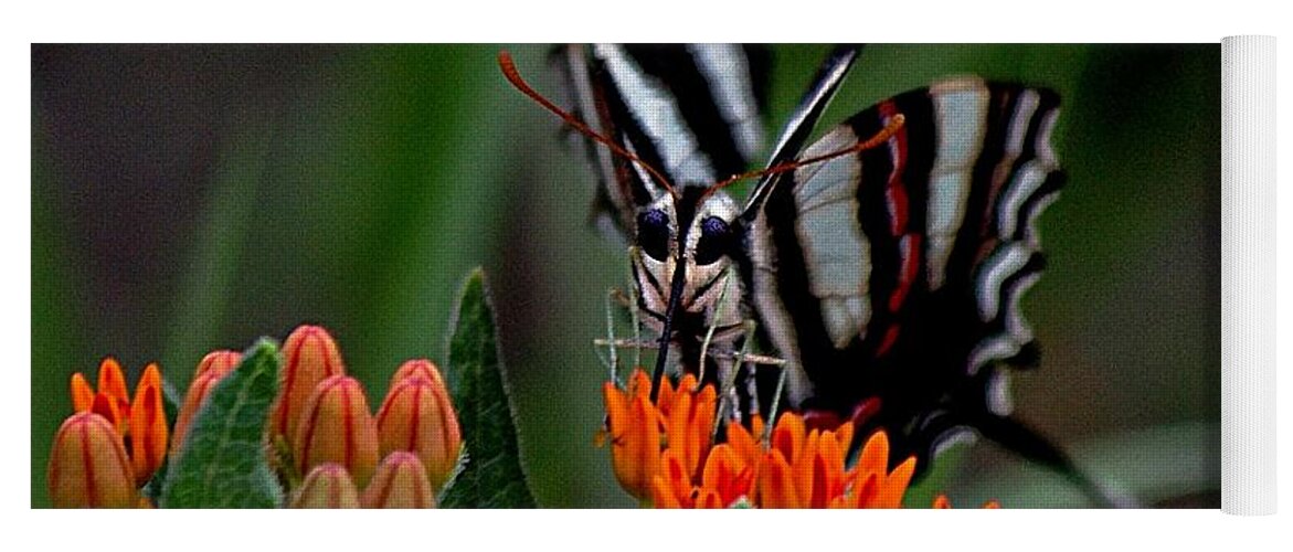 Orange Butterfly Weed Yoga Mat featuring the photograph Butterfly Weed by Karen McKenzie McAdoo