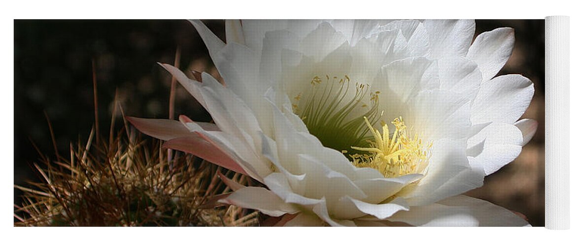 Cactus Flower Full Bloom Yoga Mat featuring the photograph Cactus Flower Full Bloom by Tom Janca