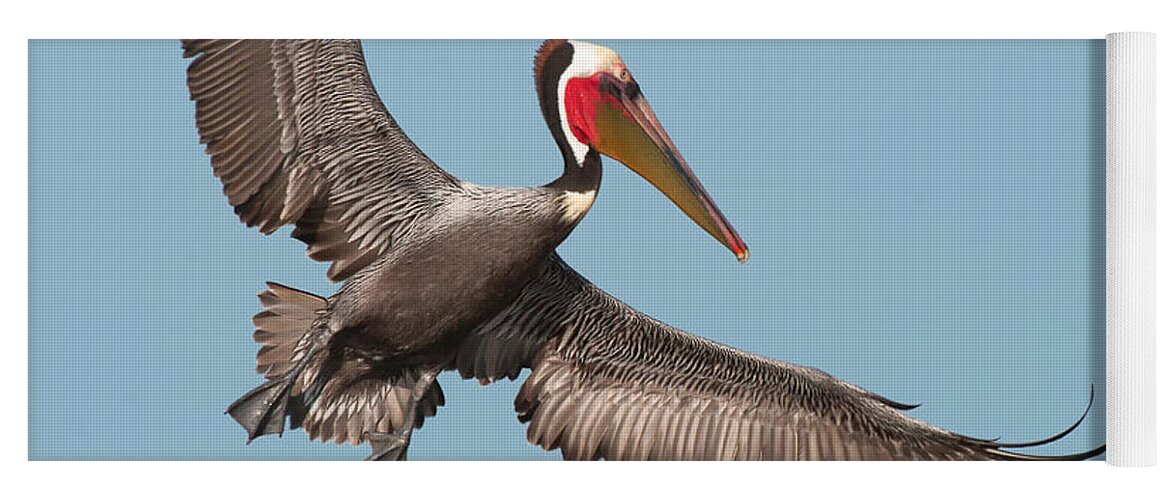 California Brown Pelican Yoga Mat featuring the photograph California Brown Pelican with Stretched Wings by Ram Vasudev