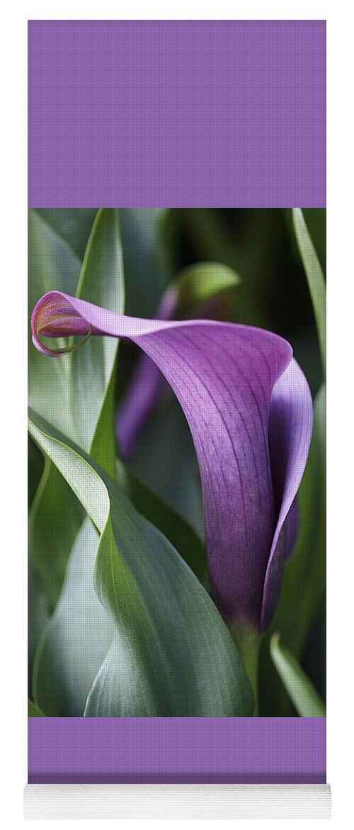 Lily Yoga Mat featuring the photograph Calla Lily in Purple Ombre by Rona Black