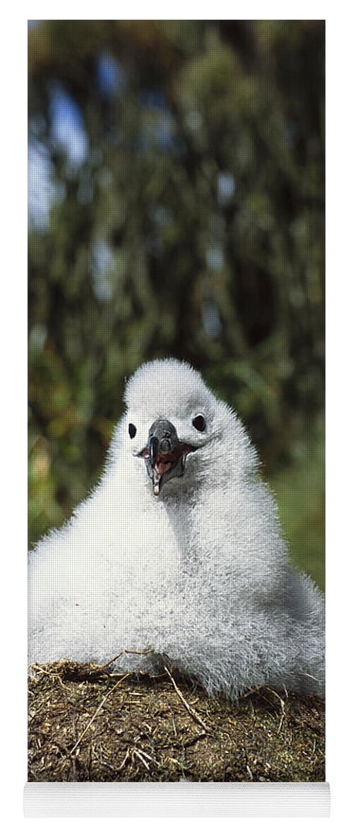 Feb0514 Yoga Mat featuring the photograph Campbell Albatross Chick On Nest by Tui De Roy